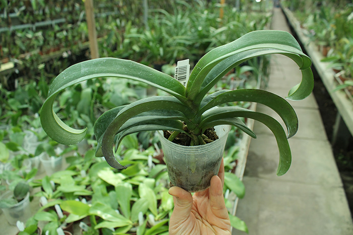 Asconopsis Irene Dobkin 'Orange'.jpg