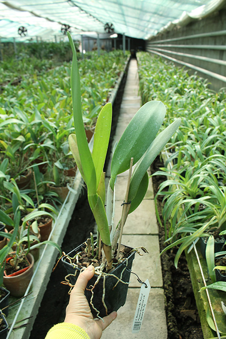 Cattleya Moscombe x Brassolaeliocattleya Ports of Paradise 'Emerald Isle' x Brassavola digbyana 'Mr Pig'.jpg