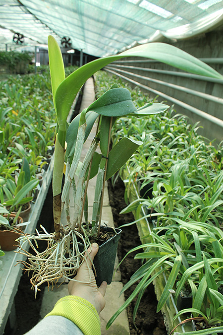 Cattleya walkeriana var alba x Brassocattleya Mount Hood 'Mary'.jpg