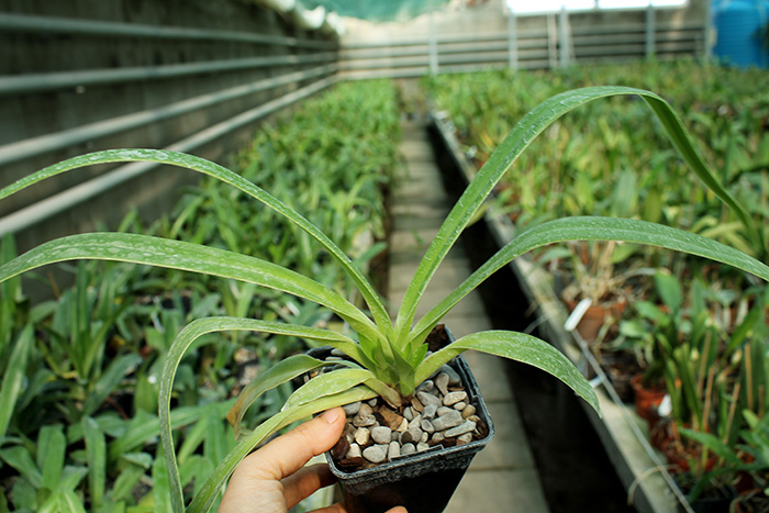 Phragmipedium Living Fire (Sorcerer's Apprentice x besseae).jpg