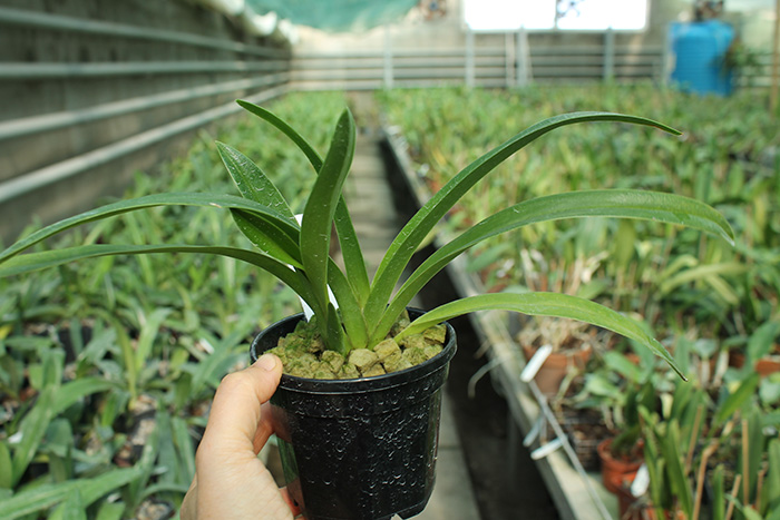 Phragmipedium humboldtii.jpg