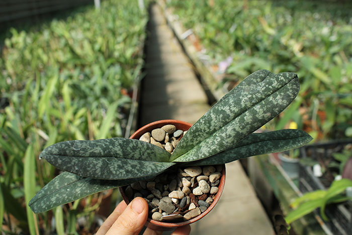 Paphiopedilum St Gratrix x Usuzuki.jpg