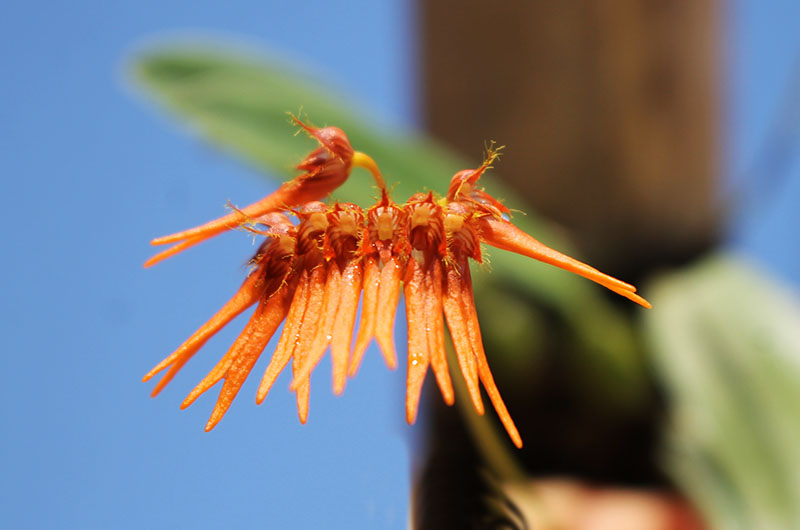 Bulbophyllum electrinum var calvum.jpg
