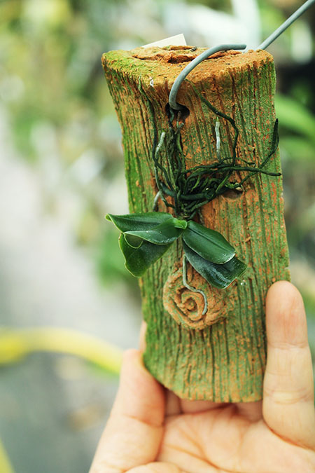 Aerangis fastuosa.jpg