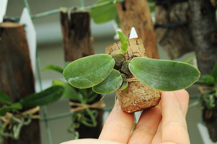 Bulbophyllum fletcherianum.jpg