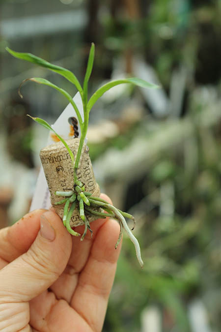 Oerstedella wallisii.jpg