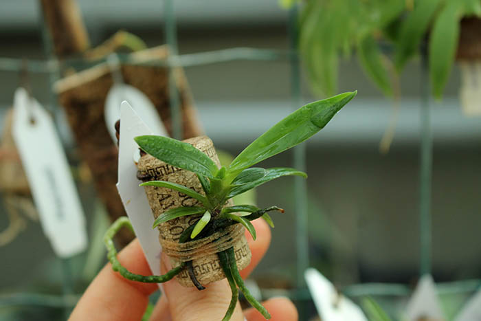 Neofinetia falcata Shoutenno x Renanthera citrina.jpg