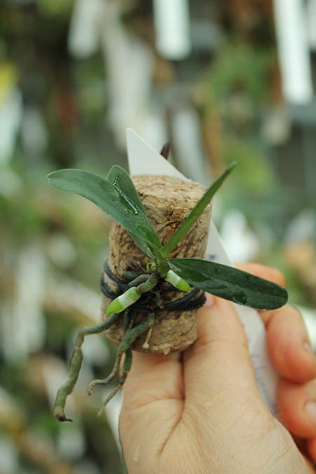 Mystacidium capense.jpg