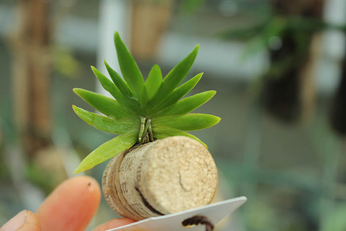 Psygmorchis pusilla.jpg