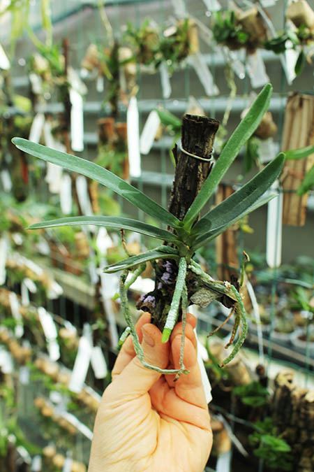 Angraecum didieri.jpg