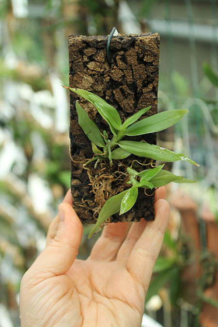 Angraecum infundibulare.jpg