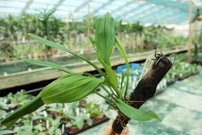 Dracula chiroptera.jpg