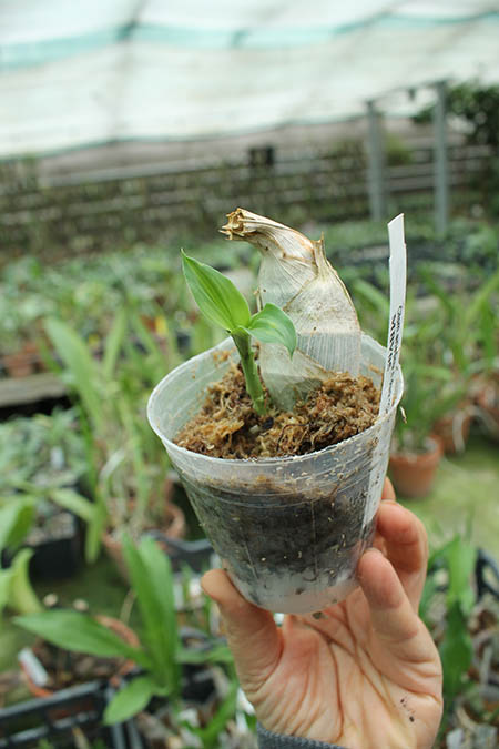 Catasetum arietinum dark 'Campana'.jpg