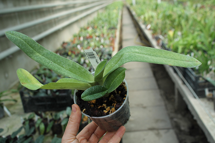 Paphiopedilum stonei x niveum.jpg