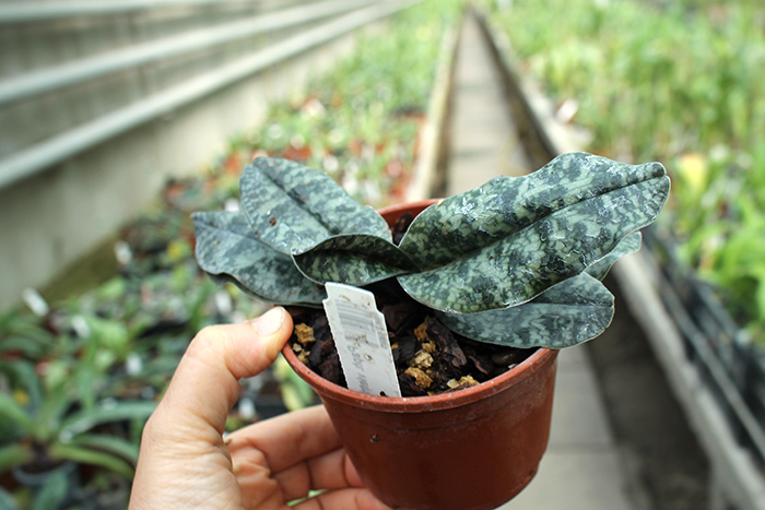 Paphiopedilum vietnamense.jpg