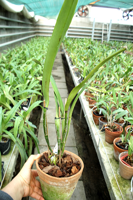 Cattleya maxima coerulea 'Hector'.jpg