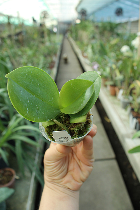 Phalaenopsis KS Super Zebra x AL Sun Tiger.jpg