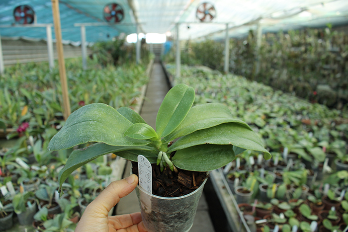 Phalaenopsis Yungho Gelblitz x (Brother Trekkie-Princess Kaiulani) 'flava'.jpg