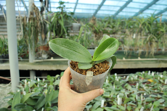 Phalaenopsis George Vasquez.jpg