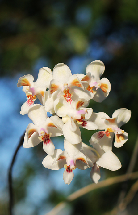 Phalaenopsis celebensis.jpg