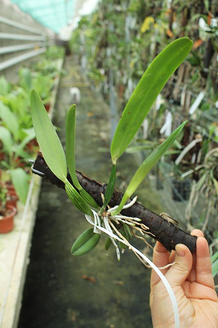 Cattleya luteola aurea 'Ouro' x SELF.jpg