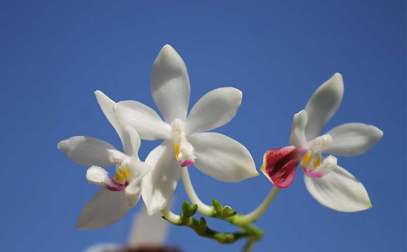 Phalaenopsis tetraspis 'C#1'.jpg