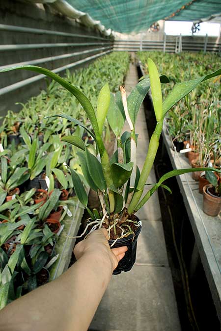 Guarisophleya Kauai Starbright x (Faye Miyamoto x President Fortune).jpg