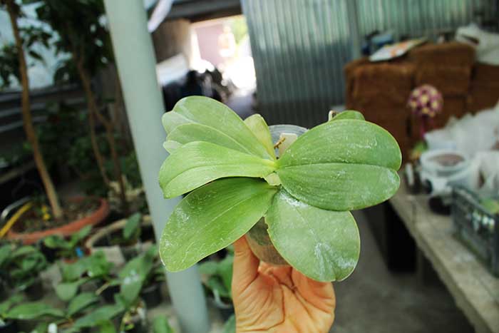 Phalaenopsis violacea indigo.jpg