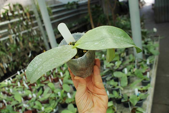 Phalaenopsis YangYang Gigan Cherry.jpg