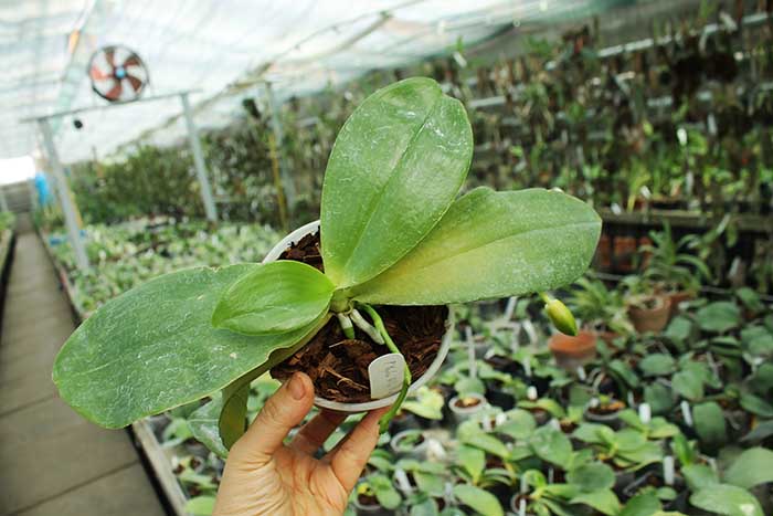 Phalaenopsis Yaphon Yellow Bloom.jpg