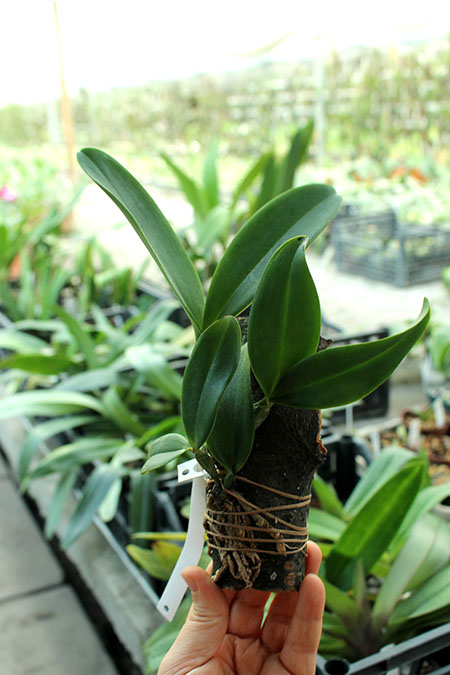 Cattleya violacea semi-alba.jpg