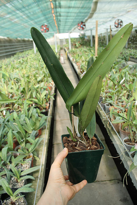 Cattleya maxima alba 'Drago' x coerulea 'Hector'.jpg