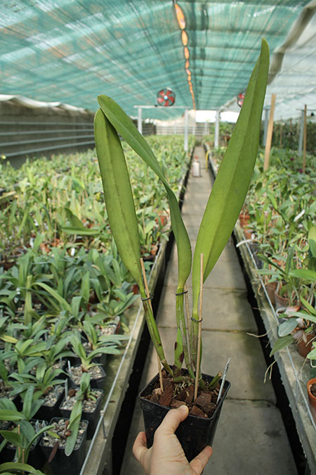 Cattleya x Hardyana semialba (warscewiczii x dowiana).jpg