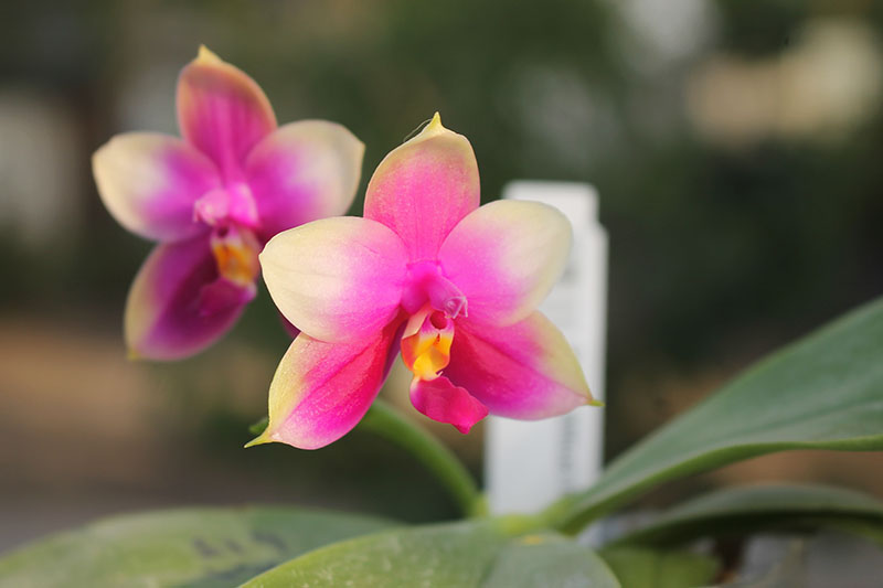 Phalaenopsis Mituo Prince x Samera.jpg