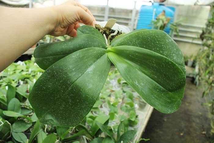 Phalaenopsis Ld's Bear King x gigantea.jpg