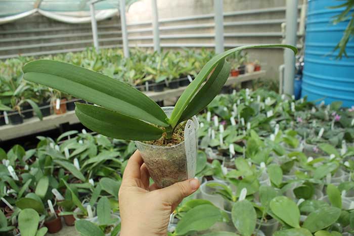 Rhynchonopsis Chienlung Purple Fox.jpg