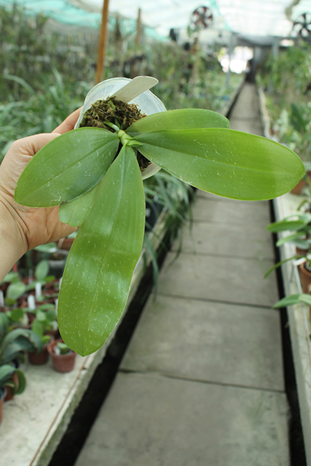 Phalaenopsis (tetraspis 'Su's Bluish' x violacea coerulea).jpg