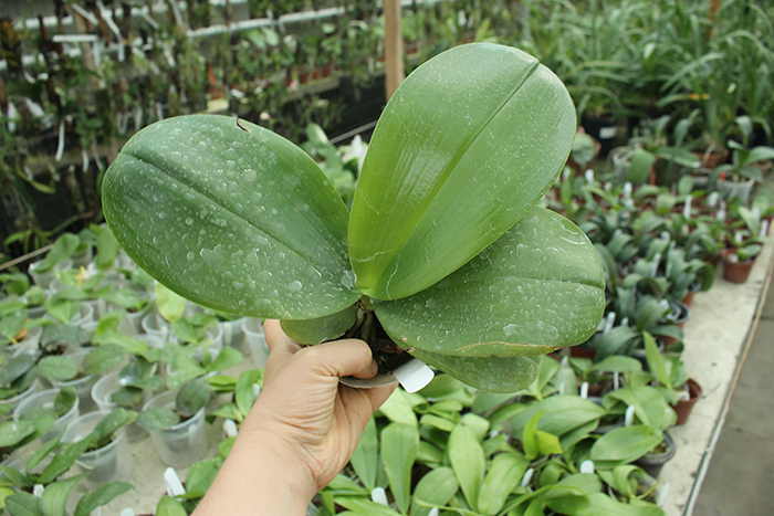 Phalaenopsis LD Bear Queen x Mituo Sun.jpg