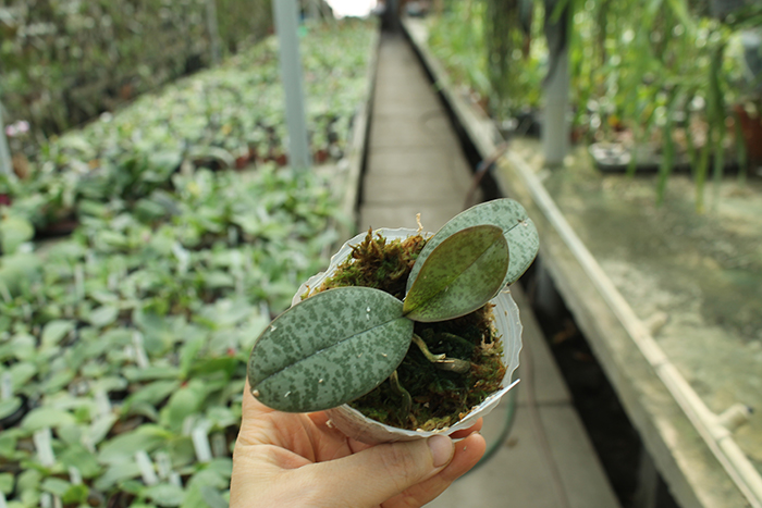 Phalaenopsis Celebes Wave 'Smile Sawn' (Mato Girl x celebensis).jpg