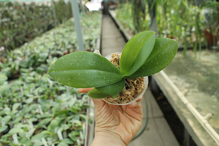 Phalaenopsis Chienlung Black Parrot x javanica.jpg