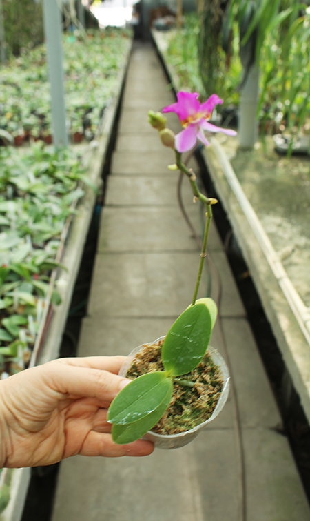 Phalaenopsis equestris var leacopsis 'Anne'.jpg
