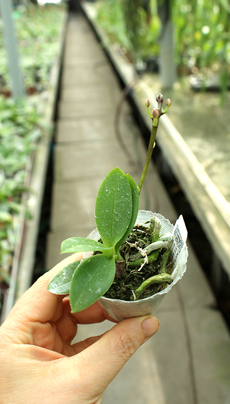 Phalaenopsis equestris peloric 'Joseph Wu'.jpg