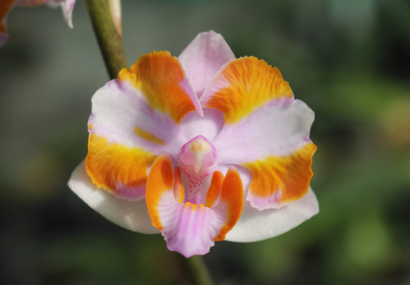 Doritis pulcherrima aquinii.jpg