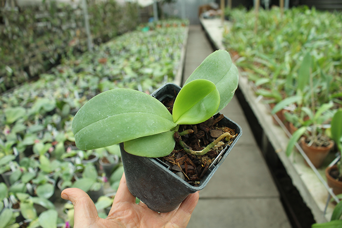 Phalaenopsis Zheng Min Tyrannosaurus x Yaphon Sir.jpg