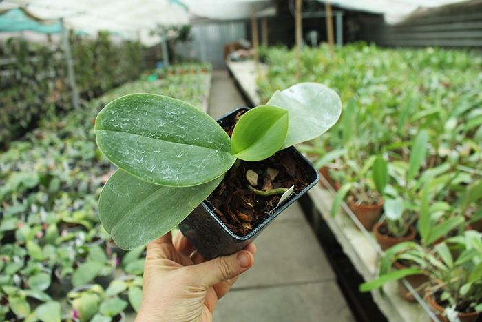 Phalaenopsis gigantea x Mituo Venosa.jpg