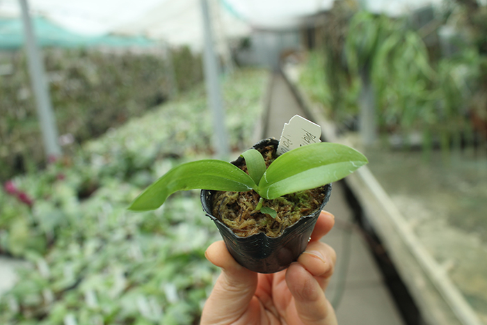 Phalaenopsis zebrina 'Palawan'.jpg