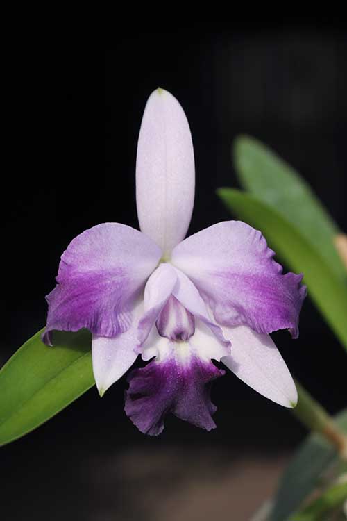 Laeliocattleya Cariad's Mini-Quinee 'Angel Kiss'.jpg