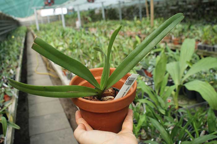 Vandopsis gigantea.jpg