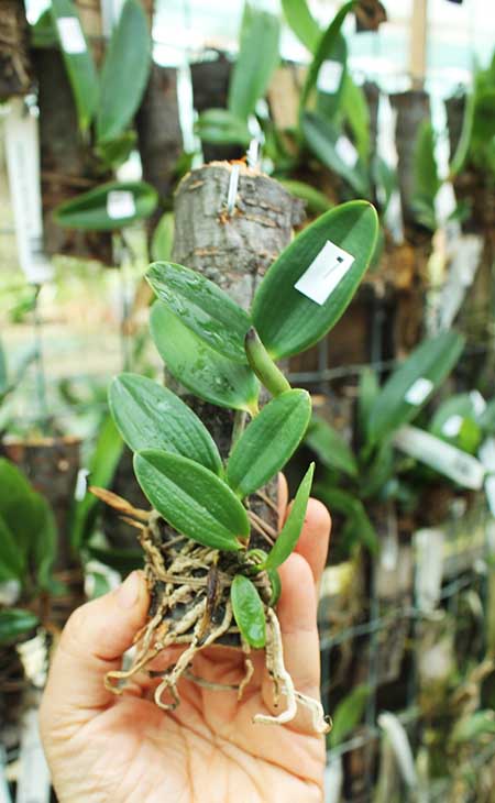 Cattleya aclandiae escura 'Ochente' x self.jpg