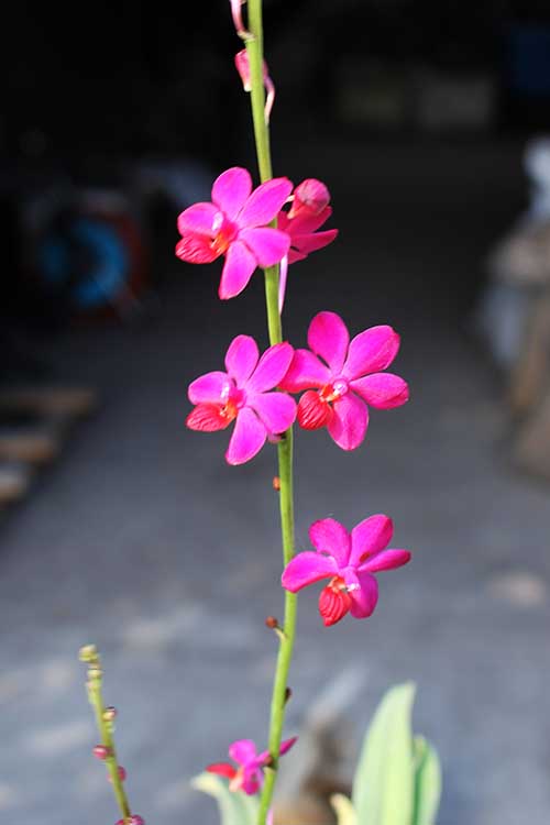 Ascovandoritis Thai Cherry (Doritis pulcherrima × Ascocenda Eileen Beauty).jpg